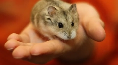 Câți ani trăiesc djungariki în natură și acasă